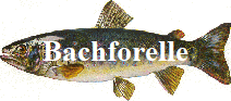 Bachforelle