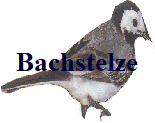 Bachstelze