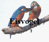 Eisvogel