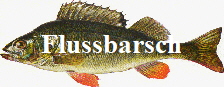 Flussbarsch