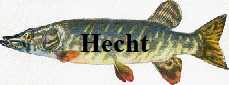 Hecht