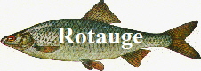 Rotauge