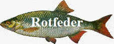 Rotfeder