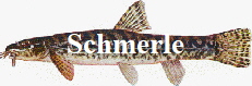 Schmerle