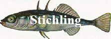 Stichling