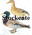 Stockente