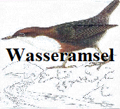 Wasseramsel