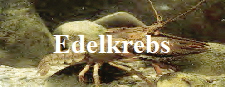 Edelkrebs